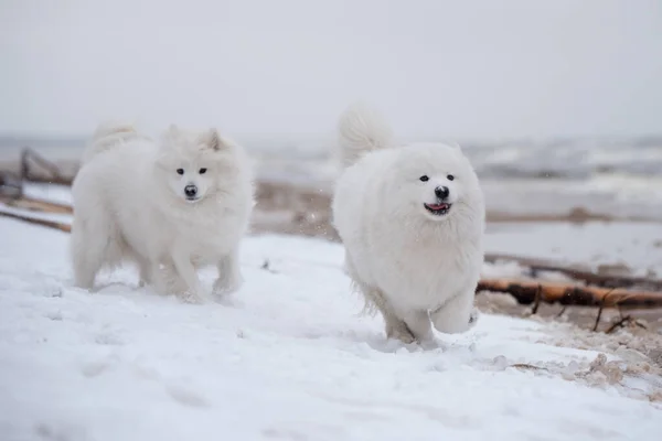 Dwa Żmudne białe psy biegają po śnieżnej plaży na Łotwie — Zdjęcie stockowe