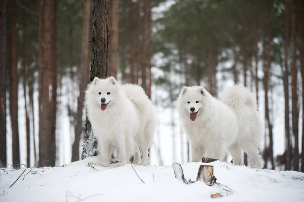 Hermoso mullido dos perros blancos Samoyed está en el bosque de invierno — Foto de Stock