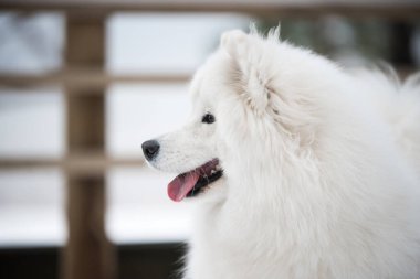 Samoyed beyaz köpek ağızlığı Letonya 'daki kar yoluna yakın.