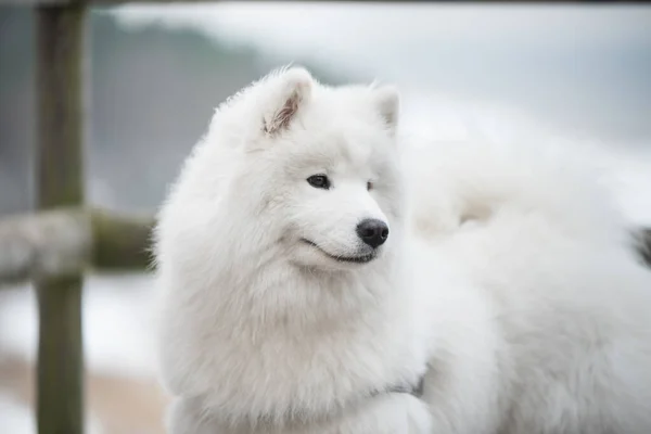 Samoyoyedo hocico perro blanco de cerca en carretera de nieve en Letonia —  Fotos de Stock