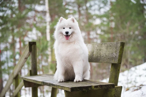 Samoyed biały pies siedzi w zimowym lesie na ławce — Zdjęcie stockowe