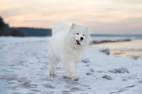 Samoyedo perro blanco está en la nieve Saulkrasti playa en Letonia — Foto de Stock