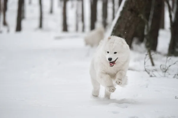 Samoyed beyaz köpek dışarıda karda koşuyor. — Stok fotoğraf