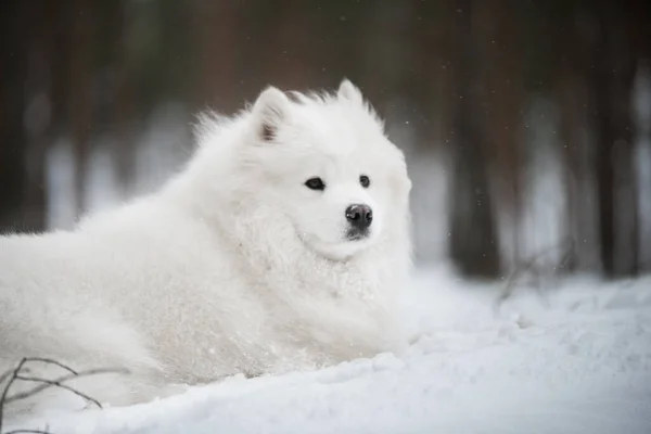 Bonito fofo Samoyed cão branco está na floresta de inverno — Fotografia de Stock