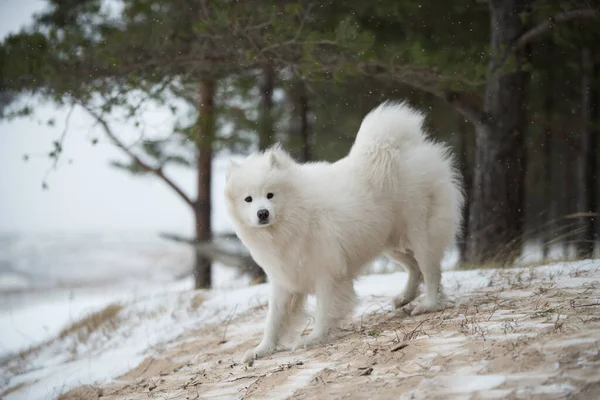 美しいふわふわの白い犬が冬の森にいます — ストック写真