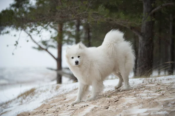 Güzel pofuduk Samoyed beyaz köpek kış ormanında — Stok fotoğraf