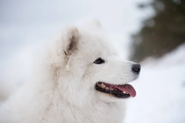 Samoyed focinho cão branco de perto é na praia Saulkrasti — Fotografia de Stock