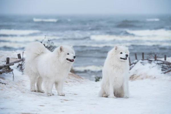 Two Samoyed white dogs are on snow sea beach in Latvia — Stock Photo, Image