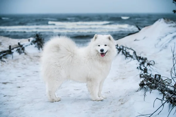 Leuke Samoyed witte hond is op sneeuw zeestrand in Letland — Stockfoto