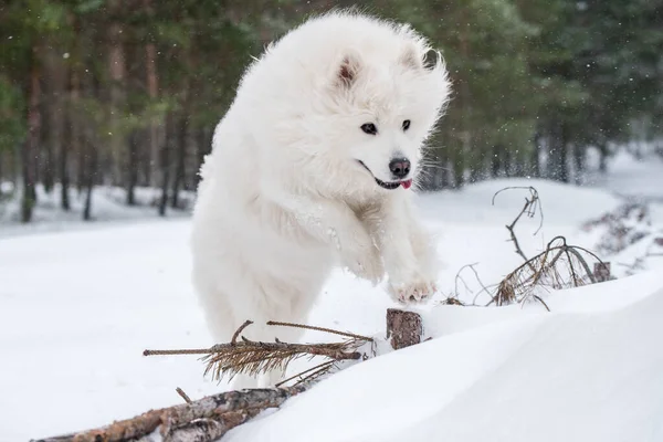 Nazik Samoyed beyaz köpek kar arka planında atlıyor — Stok fotoğraf