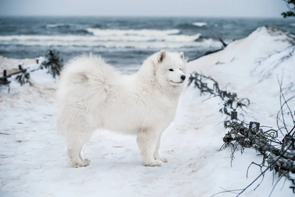 Νίκαια Samoyed λευκό σκυλί είναι στο χιόνι παραλία της θάλασσας στη Λετονία — Φωτογραφία Αρχείου