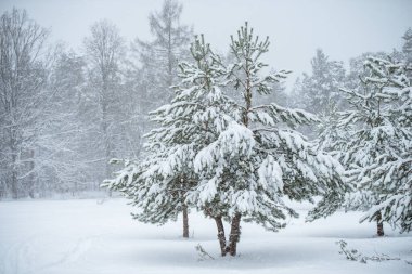 Karlı ağaçlar ve kar taneleri olan kış manzarası. Noel konsepti