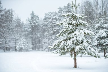 Karlı ağaçlar ve kar taneleri olan kış manzarası. Noel konsepti
