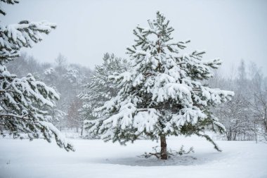 Karlı ağaçlar ve kar taneleri olan kış manzarası. Noel konsepti