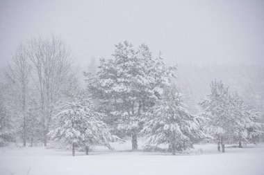 Karlı ağaçlar ve kar taneleri ile kış manzarası.