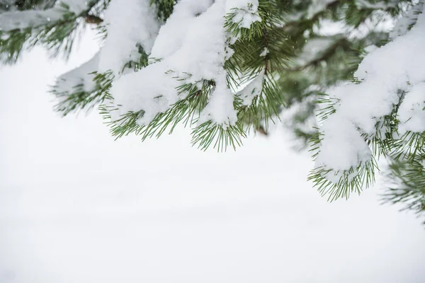 Kış Noel ağacı kar ve kar taneleri arasında dallanır.