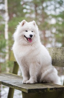 Şirin Samoyed beyaz köpeği kış ormanında bir bankta oturuyor.