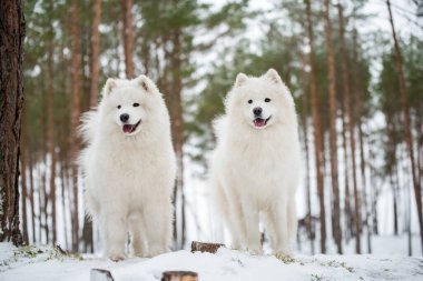Güzel pofuduk iki Samoyed beyaz köpek kış ormanında