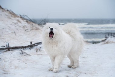 Nazik Samoyed beyaz köpek Letonya 'da kar denizinde havlıyor.
