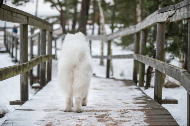 Yumuşak Samoyed beyaz köpek kar yolunda koşuyor. Köpek geri döndü.