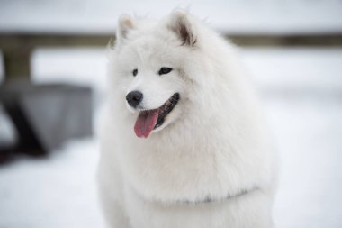 Samoyed beyaz köpek ağızlığı Letonya 'daki kar yoluna yakın.
