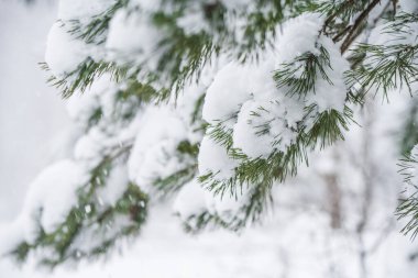 Bir köknar ağacının dalları kış ormanında karda.