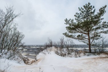 Letonya 'nın Saulkrasti kentindeki Baltık Denizi' nin kumulları arasındaki patika