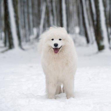 Samoyed beyaz köpek kış ormanında oturuyor.