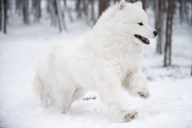 Samoyed beyaz köpek dışarıda karda koşuyor.
