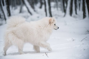 Samoyed beyaz köpek dışarıda karda koşuyor.