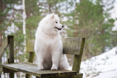 Samoyed beyaz köpek kış ormanında bir bankta oturuyor.