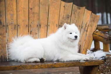 Samoyed beyaz köpek kış ormanında bir bankta oturuyor.