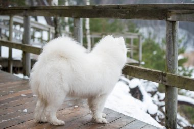 Samoyed beyaz köpek Letonya 'da kar yolunda.