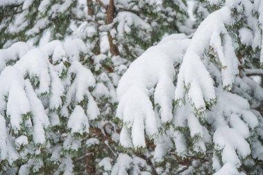 Karlı ağaçlar ve kar taneleri ile kış manzarası.