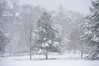 Güzel köknar ağacı, kışın karla kaplı..