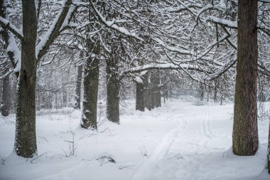 Karla kaplı ağaçlar arasında bir patika.
