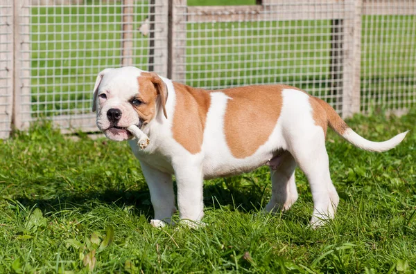 American Bulldog puppy is eating a chicken paw on nature