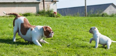 Komik Amerikan Bulldog köpeği ve anne köpek.