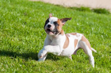 Komik beyaz benekli Amerikan Bulldog köpeği doğada