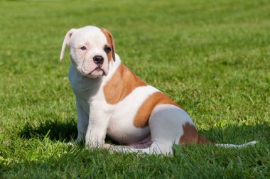 Komik beyaz benekli Amerikan Bulldog köpeği doğada