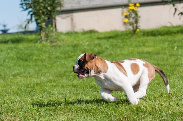 Komik beyaz benekli Amerikan Bulldog köpeği doğada