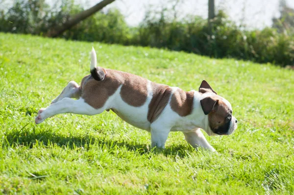 Komik beyaz benekli Amerikan Bulldog köpeği doğada