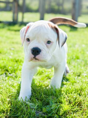 Beyaz Amerikan Bulldog köpek yavrusu doğada