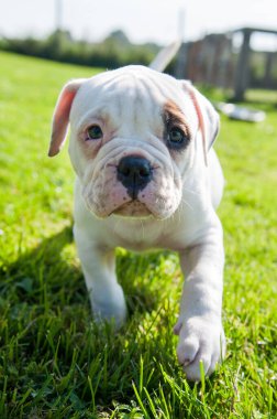 Komik beyaz önlüklü Amerikan Bulldog köpek yavrusu