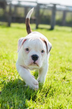 Komik beyaz benekli Amerikan Bulldog köpeği doğada