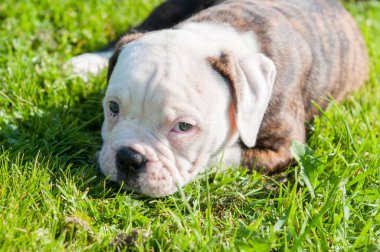 Komik brindle ceket Amerikan Bulldog yavru köpeği