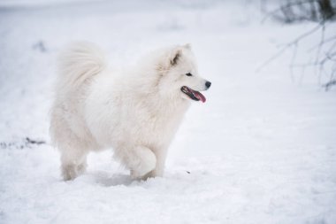 Samoyed beyaz köpek dışarıda karda koşuyor.