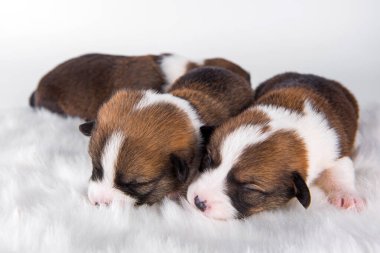 Üç kişilik Pembroke Welsh Corgi Pembroke yavru köpekleri beyaz arka planda izole edilmiş.