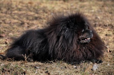 Koca tüylü Chow Chow köpeği kuru çimlerin üzerinde. Aslında Çin 'den gelen bir köpek.