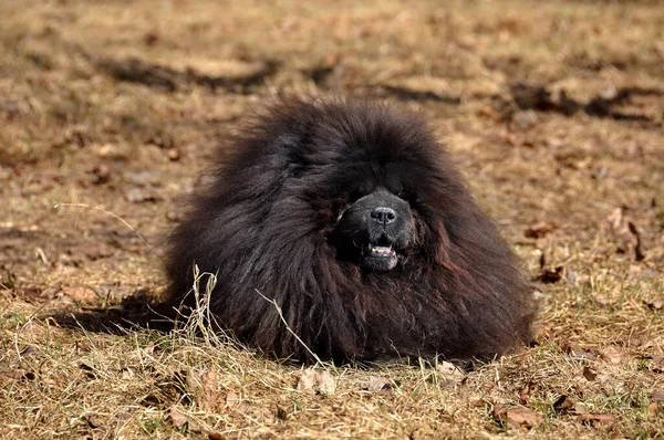 Big fluffy Chow Chow dog is on the dry grass. Dog breed originally from China